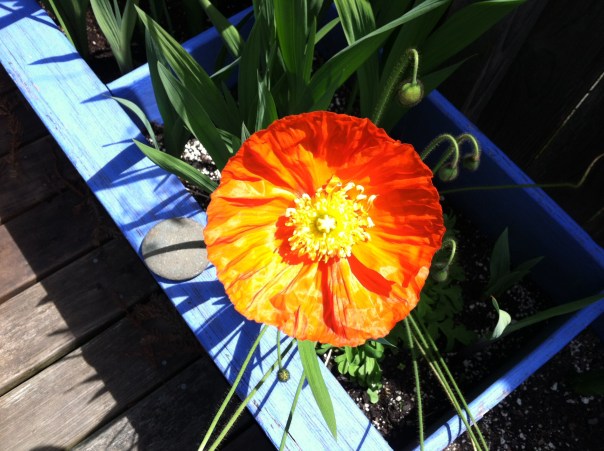 Open Poppy From Nicole's Deck and Heart, Flower made by The Holy One