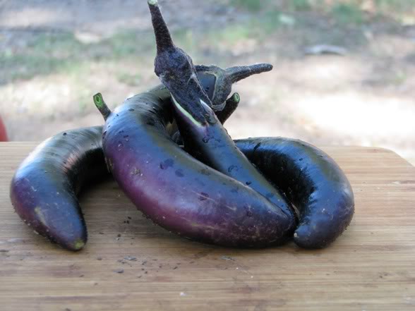 Japanese Eggplant