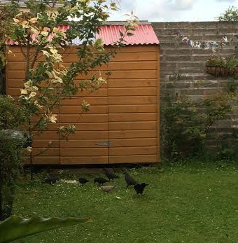 Crows or Ravens enjoying rice offered by Hadi and Lorena