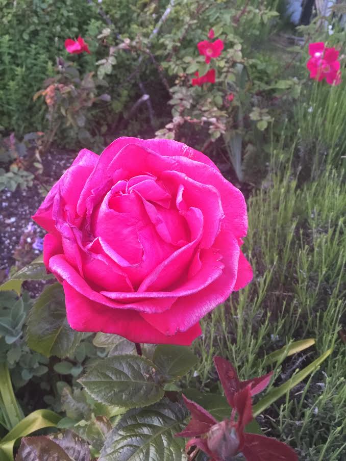 May Rose from Theresa May