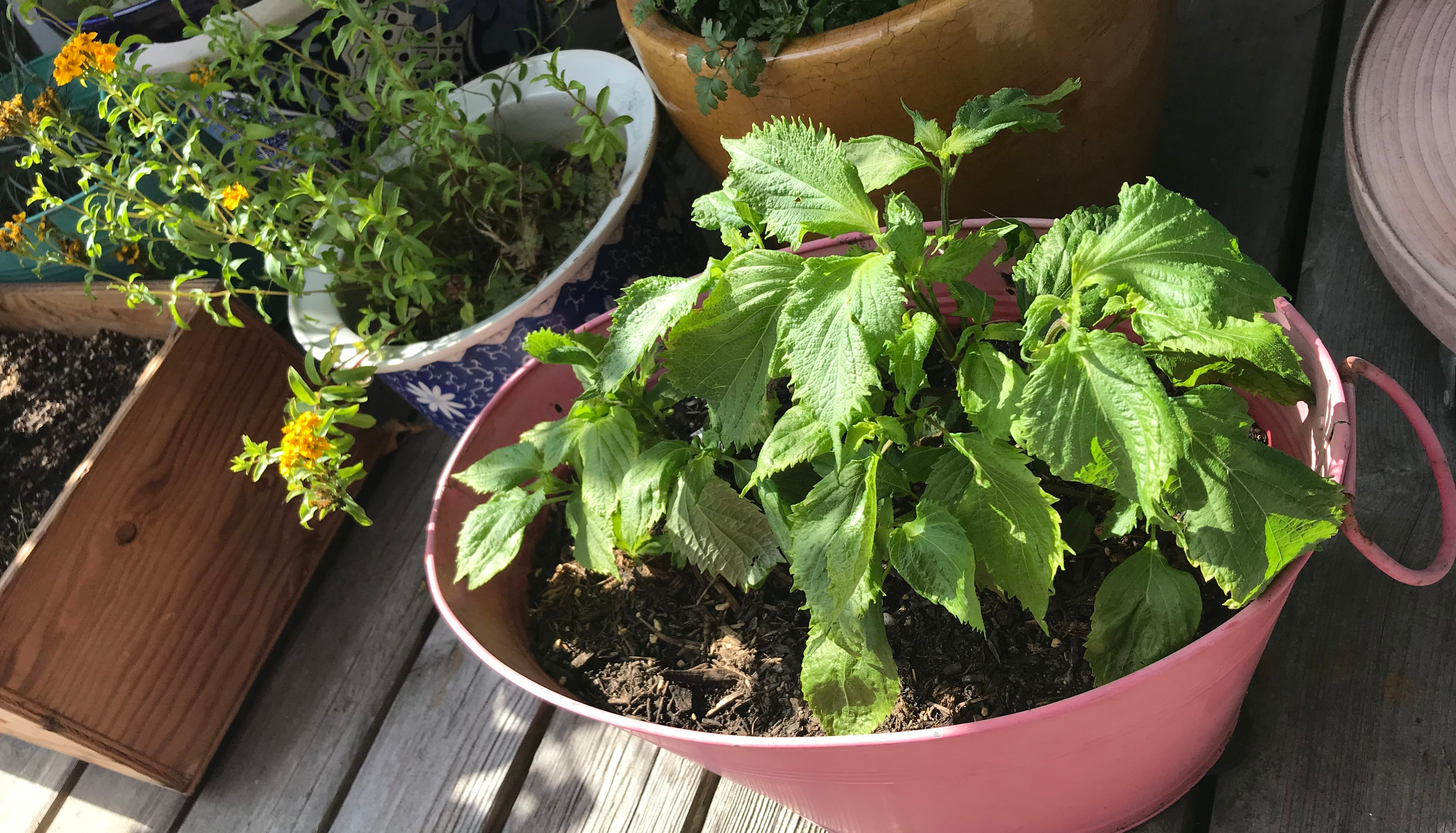 shiso-in-pot.jpg